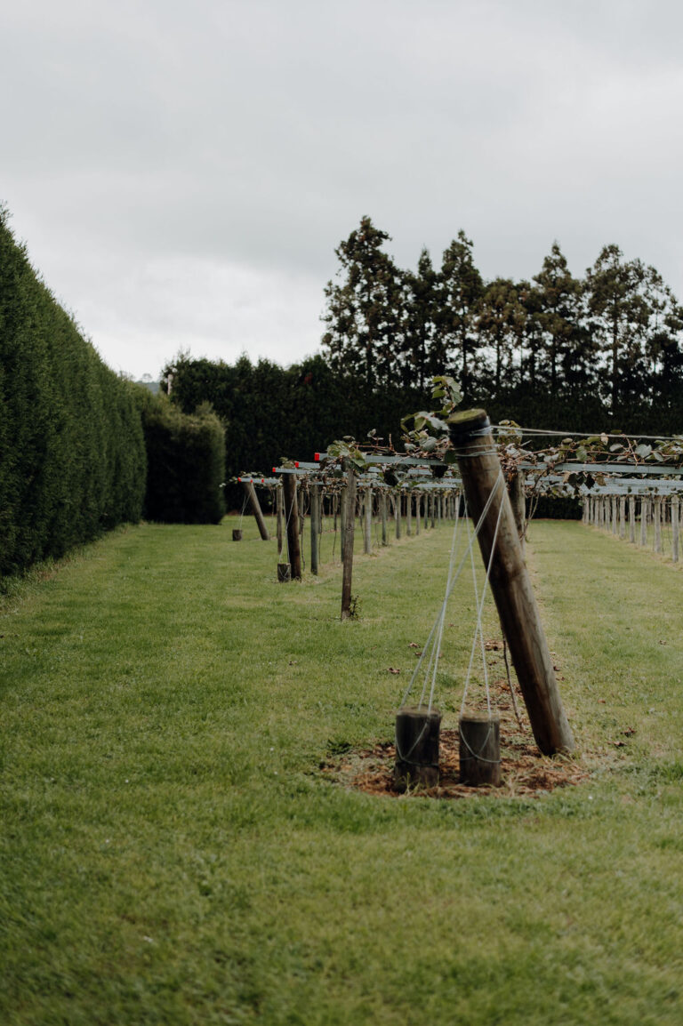 Kiwifruit development