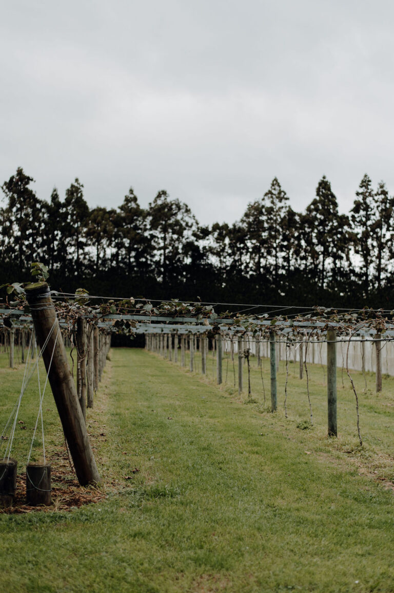 Kiwifruit development