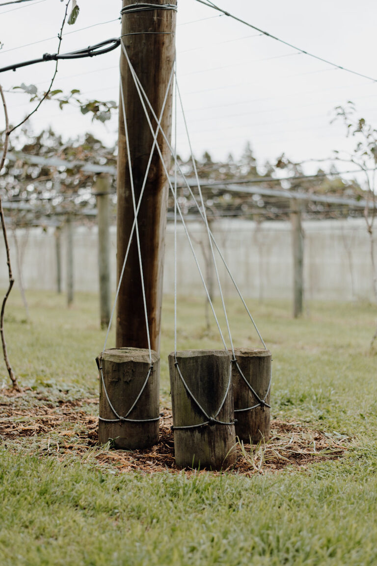 Kiwifruit development