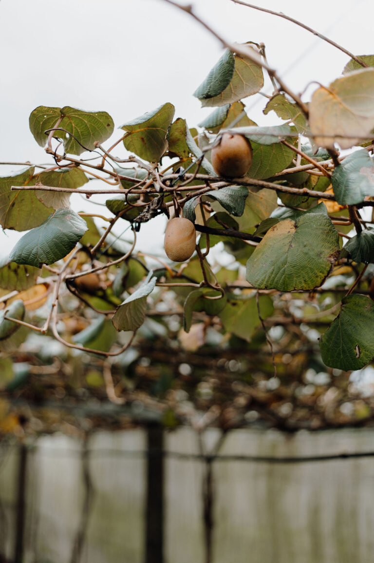 Kiwifruit development